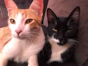 Gato raça Mestiços idade 7 a 11 meses nome Alfredo e rochelle 