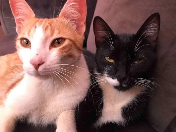 Gato ra a Mestiços idade 7 a 11 meses nome Alfredo e rochelle 