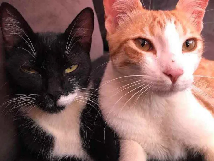 Gato ra a Mestiços idade 7 a 11 meses nome Alfredo e rochelle 