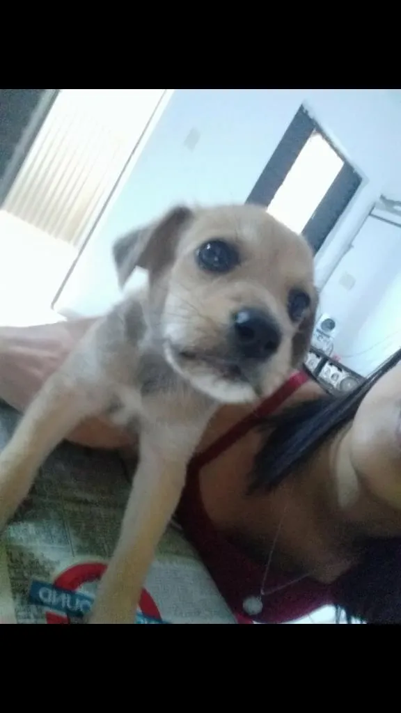Cachorro raça SRD-ViraLata idade 2 a 6 meses nome Xerife