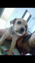 Xerife