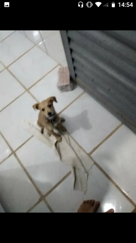 Cachorro raça SRD-ViraLata idade 2 a 6 meses nome Xerife