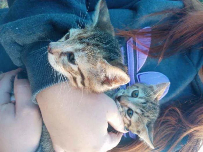 Gato ra a Não definida idade 2 a 6 meses nome Sem nome