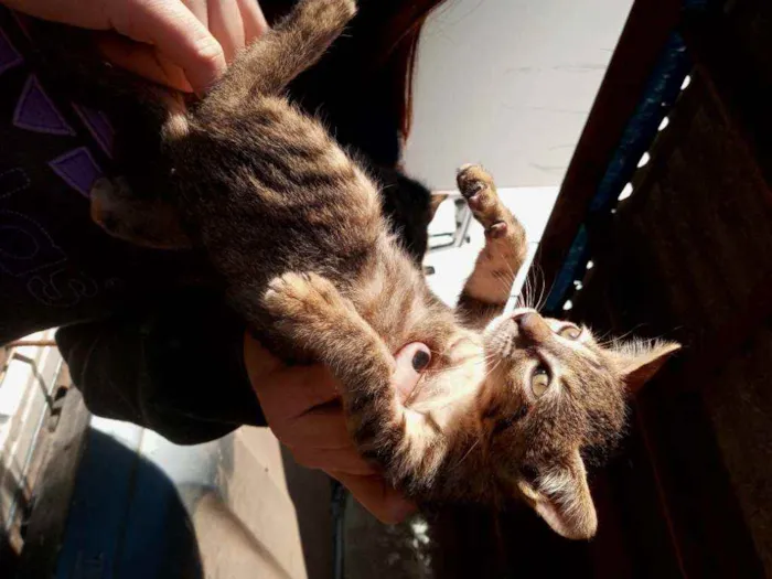Gato ra a Não definida idade 2 a 6 meses nome Sem nome