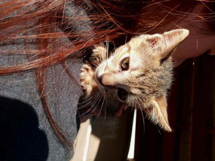 Gato ra a Não definida idade 2 a 6 meses nome Sem nome
