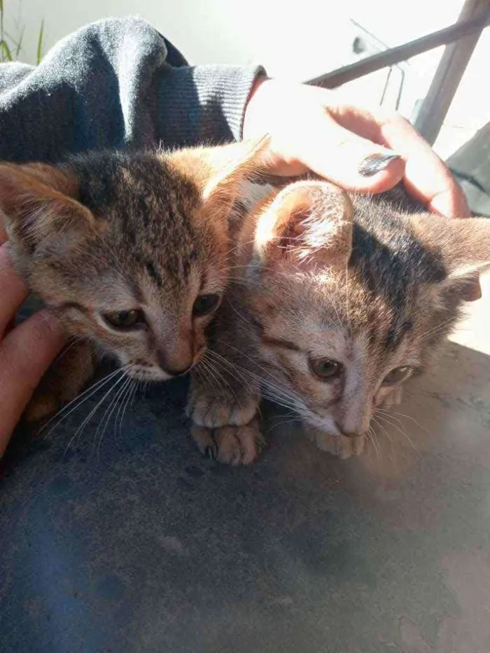 Gato ra a Não definida idade 2 a 6 meses nome Sem nome