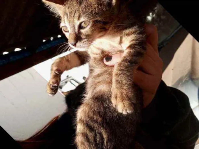 Gato ra a Não definida idade 2 a 6 meses nome Sem nome