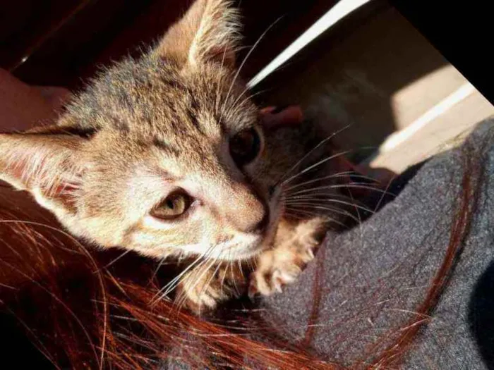 Gato ra a Não definida idade 2 a 6 meses nome Sem nome