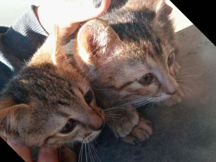 Gato ra a Não definida idade 2 a 6 meses nome Sem nome