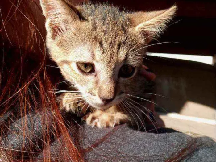 Gato ra a Não definida idade 2 a 6 meses nome Sem nome