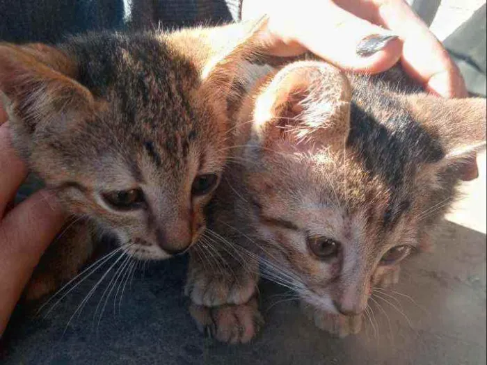 Gato ra a Não definida idade 2 a 6 meses nome Sem nome