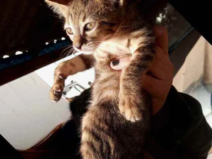 Gato ra a Não definida idade 2 a 6 meses nome Sem nome