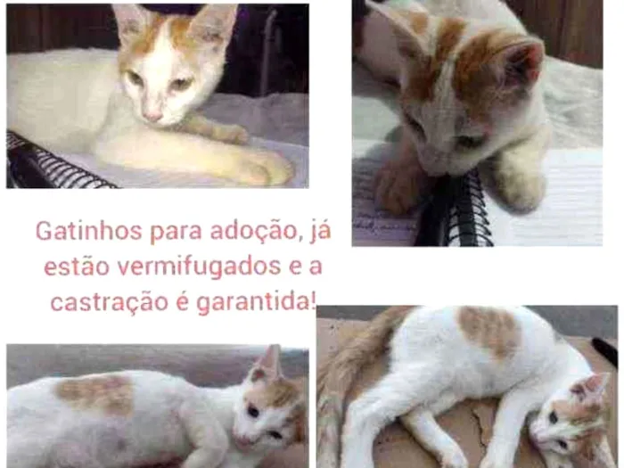 Gato ra a SRD idade 2 a 6 meses nome Rony(castração garan