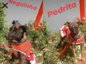 Cachorro raça SRD idade 1 ano nome Neguinha / Pedrita