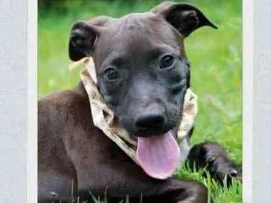 Cachorro raça SRD  idade 2 a 6 meses nome João 