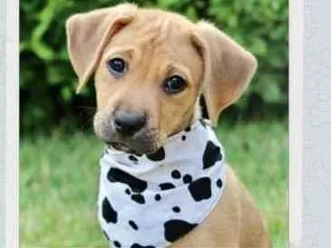 Cachorro raça SRD  idade 2 a 6 meses nome Anthony 