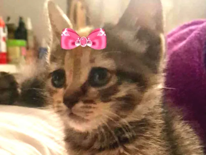 Gato ra a SRD  idade 2 a 6 meses nome Minnie 