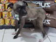 Fumacinha