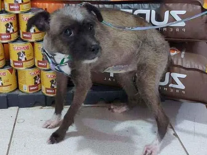 Cachorro ra a srd idade 3 anos nome Fumacinha