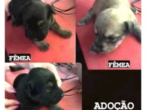 Cachorro raça  idade Abaixo de 2 meses nome Sem nome