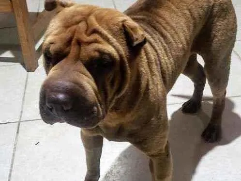 Cachorro ra a Shar Pei idade 4 anos nome Kira