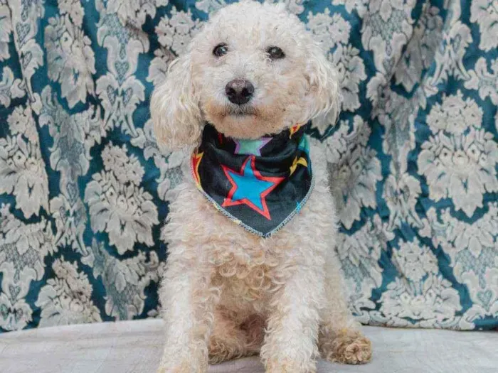 Cachorro ra a SRD idade 4 anos nome Romeu