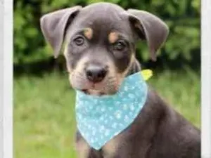 Cachorro raça SRD  idade 2 a 6 meses nome Kalu 