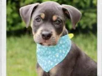 Cachorro raça SRD  idade 2 a 6 meses nome Kalu 