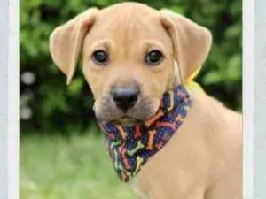 Cachorro raça SRD  idade 2 a 6 meses nome Joe 