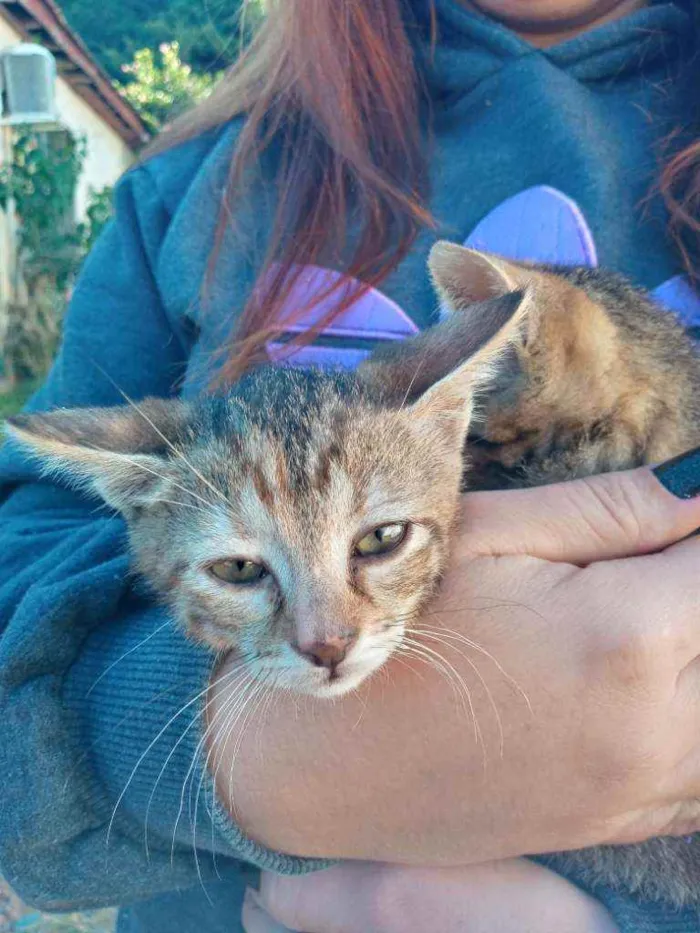 Gato ra a Não definida idade 2 a 6 meses nome Sem nome