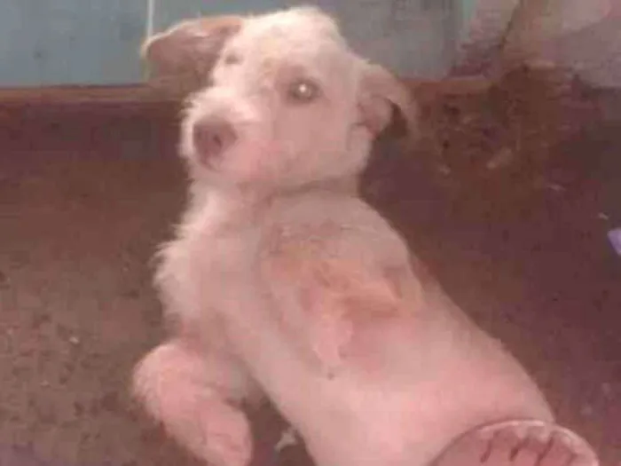 Cachorro raça Indefinida idade 3 anos nome Pérola