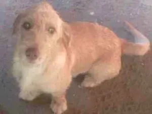 Cachorro raça Indefinida idade 3 anos nome Pérola