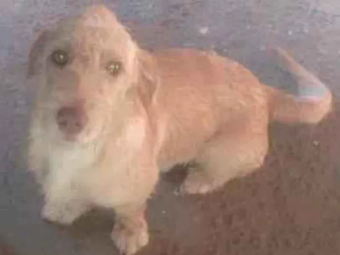 Cachorro raça Indefinida idade 4 anos nome Thor