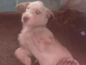 Cachorro raça Indefinida idade 4 anos nome Thor