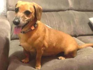 Cachorro raça Basset-Cofap idade 4 anos nome Amendoim