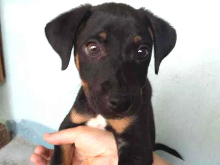 Cachorro ra a  idade 2 a 6 meses nome Lasanha