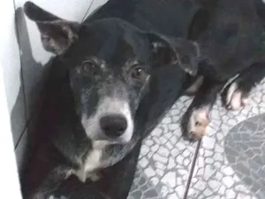 Cachorro raça Mista idade 6 ou mais anos nome Pretinho