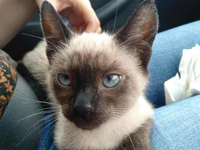 Gato raça Srd idade Abaixo de 2 meses nome Céu