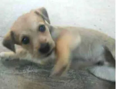 Cachorro raça SRD-ViraLata idade 2 a 6 meses nome Xerife