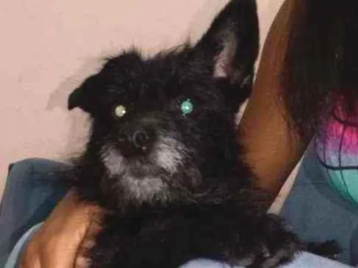 Cachorro raça Vira lata  idade 5 anos nome Cindy