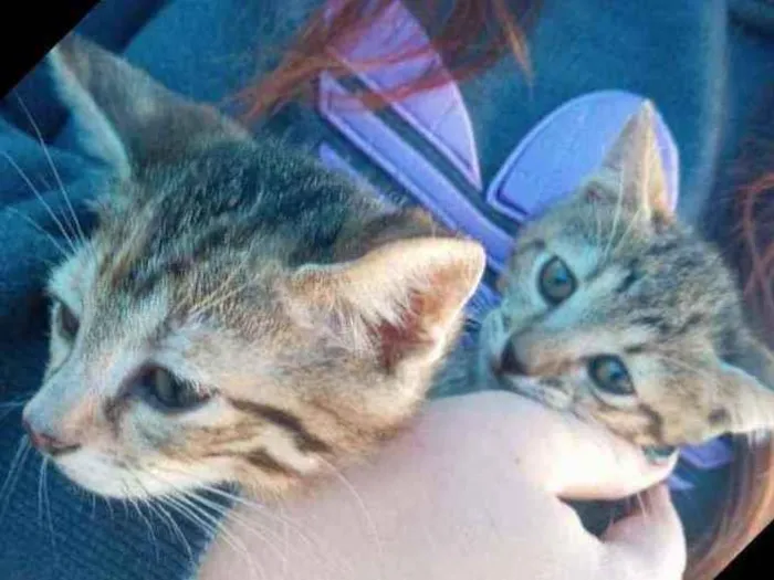 Gato ra a Não definida idade 2 a 6 meses nome Sem nome