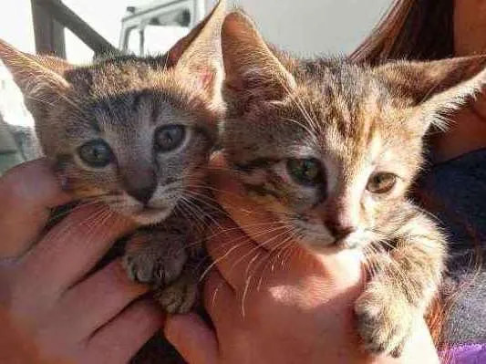 Gato ra a Não definida idade 2 a 6 meses nome Sem nome