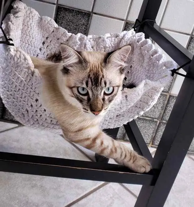 Gato raça Srd idade 2 a 6 meses nome Draco