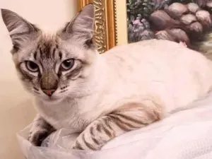 Gato raça Srd idade 2 a 6 meses nome Draco