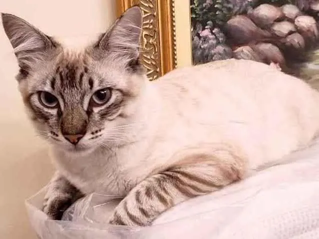 Gato raça Srd idade 2 a 6 meses nome Draco