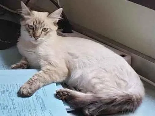 Gato raça Srd idade 2 a 6 meses nome Draco