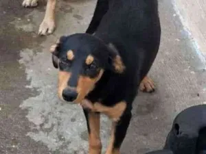 Cachorro raça SRD-ViraLata idade 2 a 6 meses nome G2