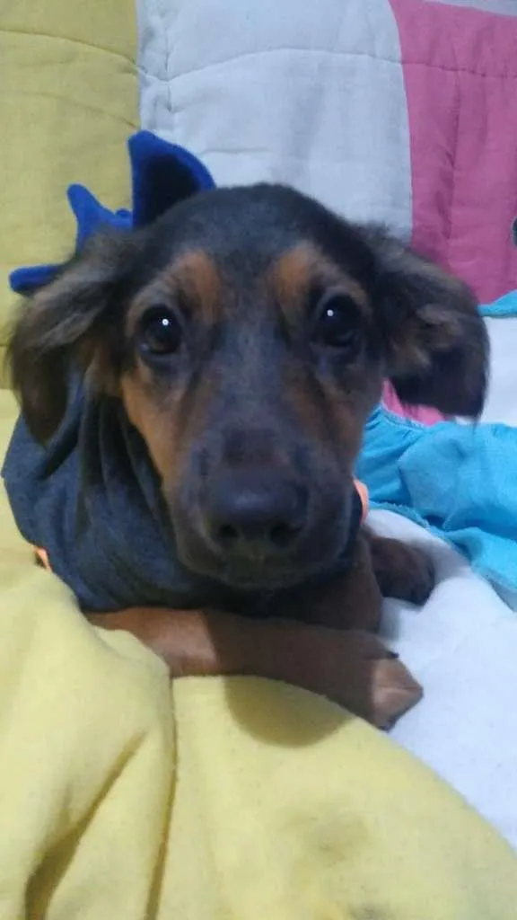 Cachorro ra a SRD-ViraLata idade 2 a 6 meses nome Docinho