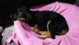 Docinho