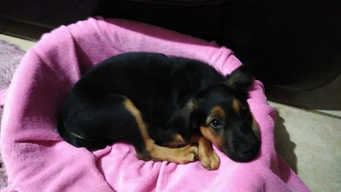 Cachorro ra a SRD-ViraLata idade 2 a 6 meses nome Docinho